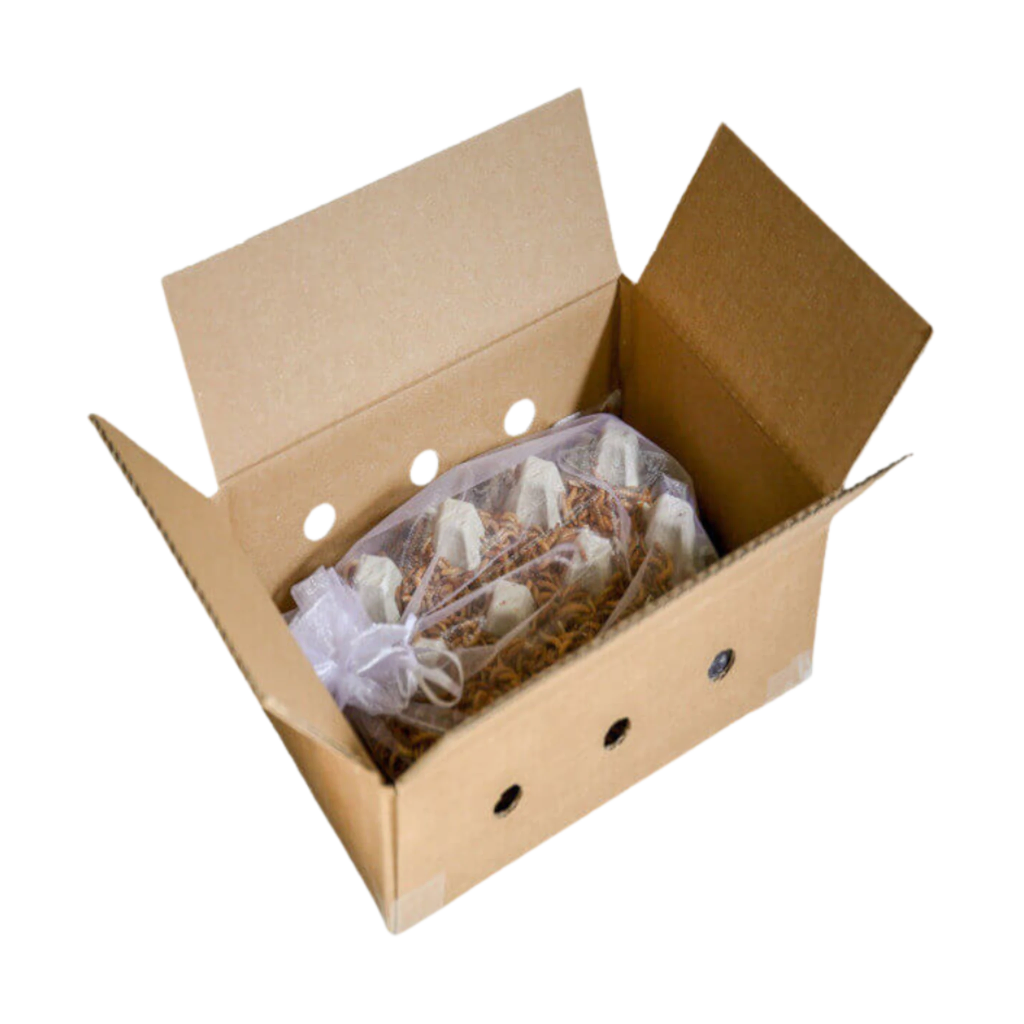 007-starter-kolonie-mehlwuermer