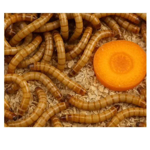 011-mehlwuermer-lebend